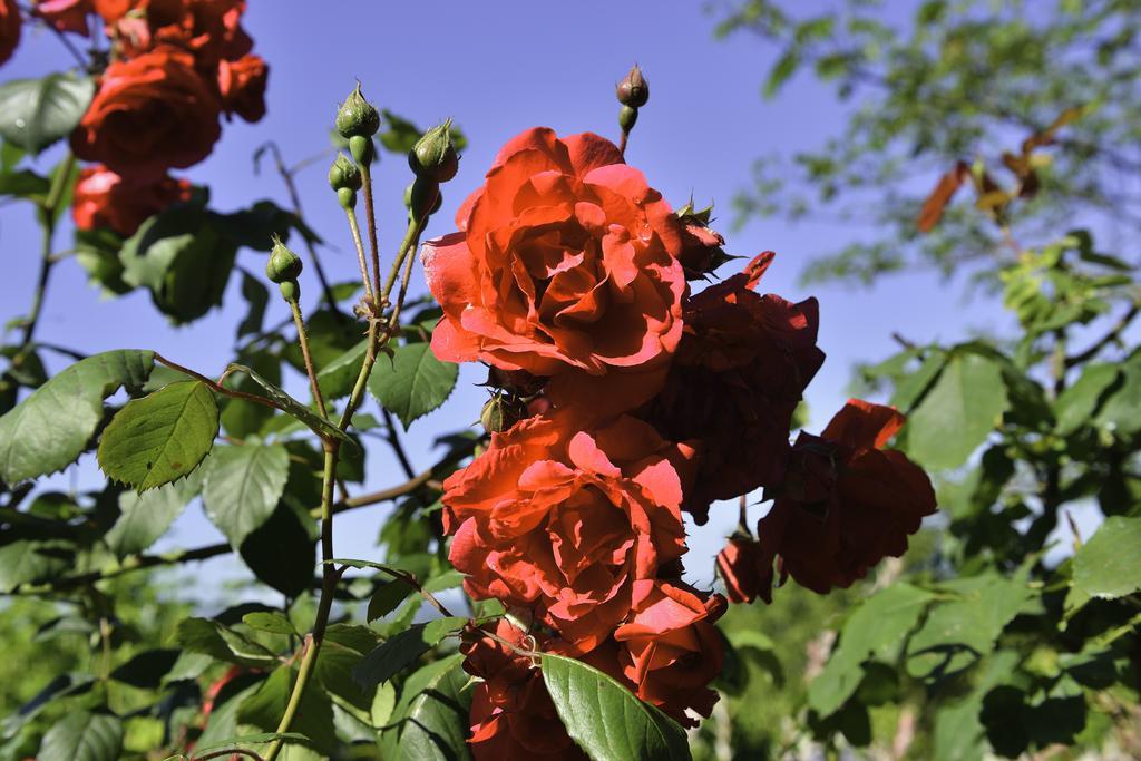 Bed and Breakfast La Parenthese Saint-Genix-sur-Guiers Екстер'єр фото